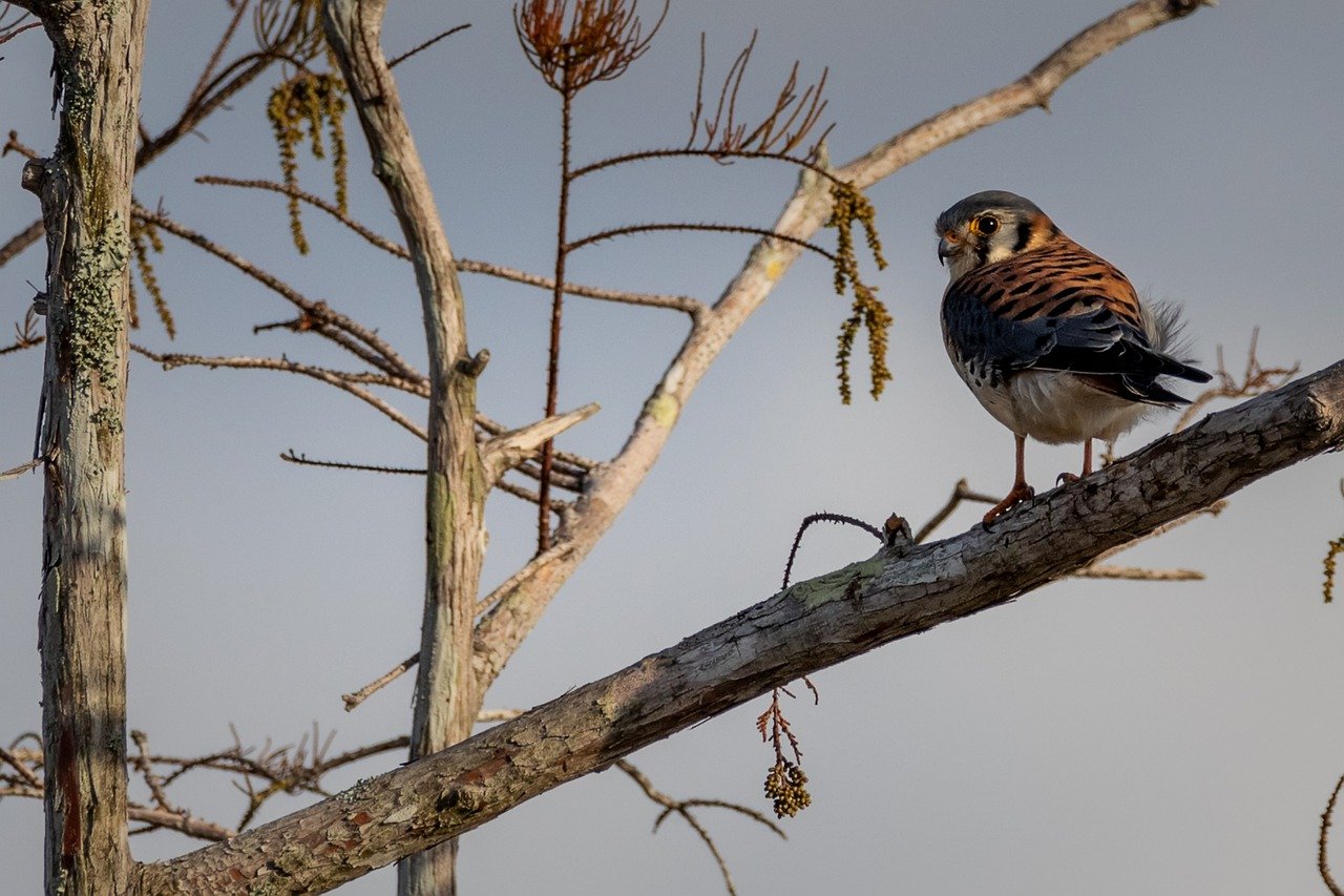 Understanding the Gentle Nature of the American Coonhound